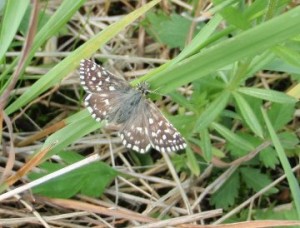 Grizzled skipper butterfly
