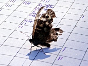 Late-season speckled wood butterfly